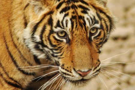 Tigers Abode Wildlife tour