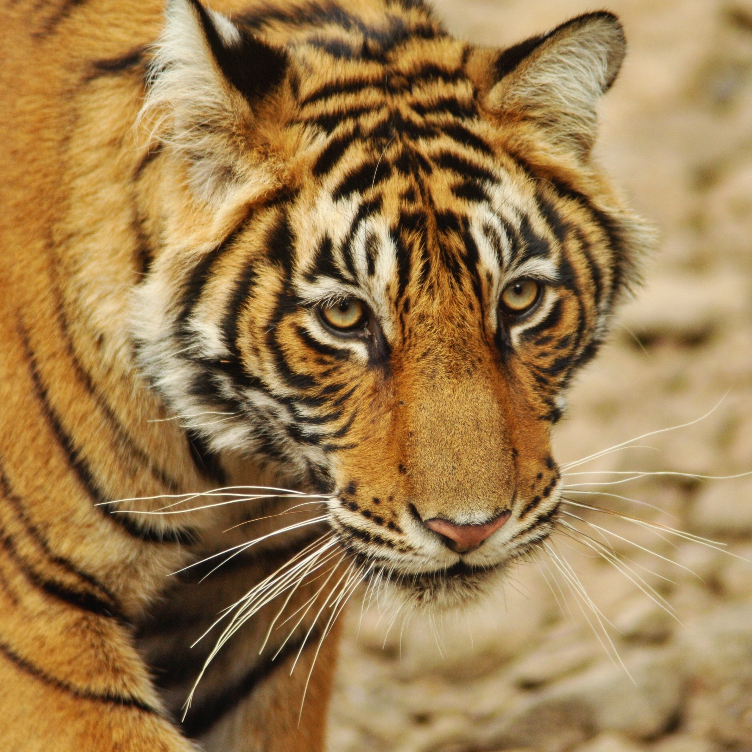 Tigers Abode Wildlife tour