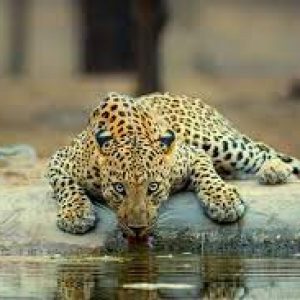 Jaipur Leopard Safari